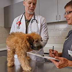 Jobs in Petco Veterinary Services - reviews